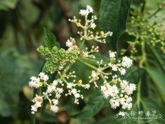 裂叶接骨草Sambucus chinensis var. pinnatilobatus