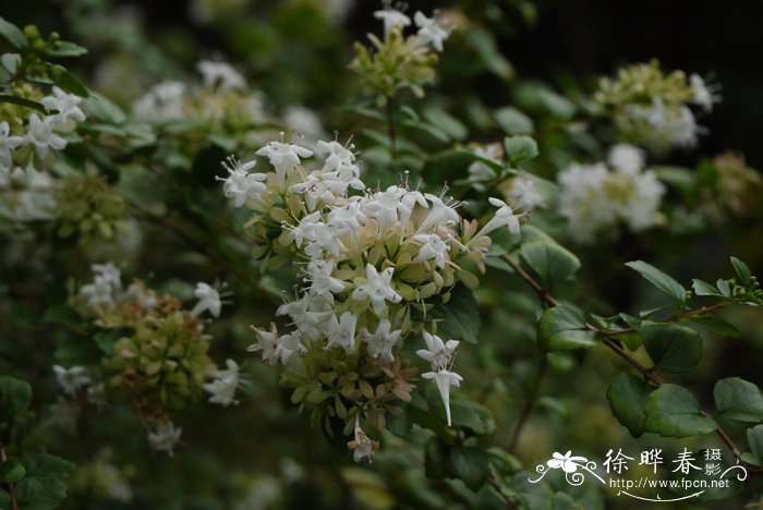 台湾糯米条Abelia chinensis var. ionandra