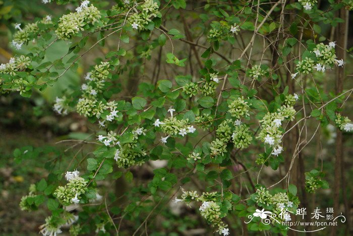 台湾糯米条Abelia chinensis var. ionandra