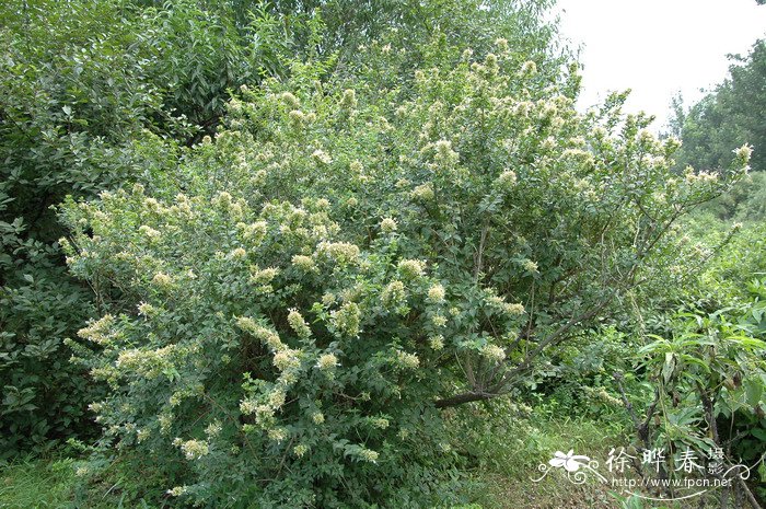 糯米条Abelia chinensis