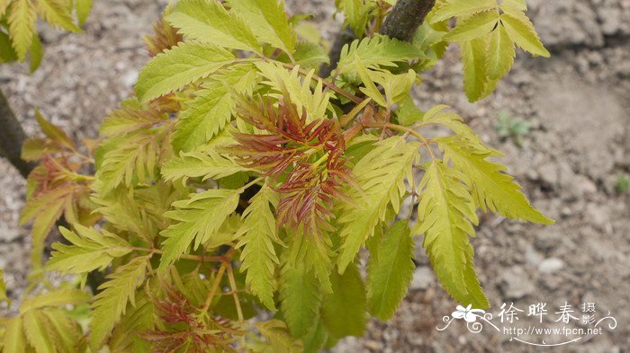 金叶’总序接骨木Sambucus racemosa 'Plumosa Aurea'