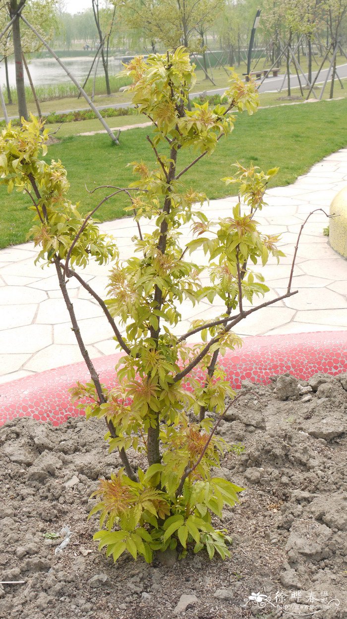 金叶’总序接骨木Sambucus racemosa 'Plumosa Aurea'