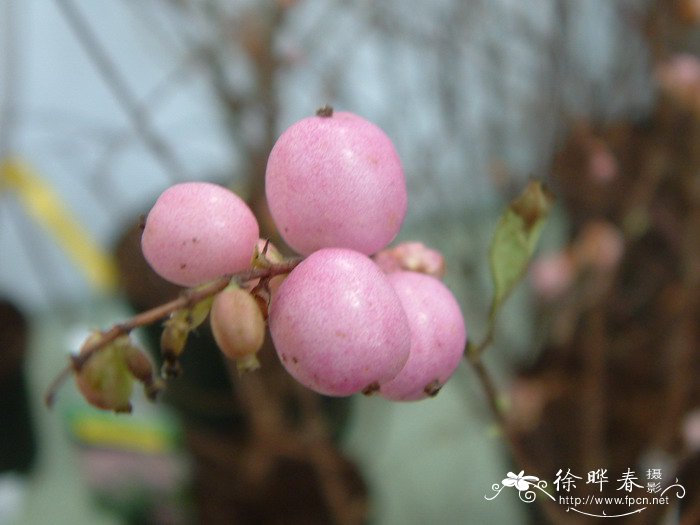 杂交毛核木Symphoricarpos × doorenbosii ‘Amethyst’