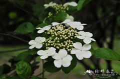 琼花荚蒾Viburnum macrocephalum ‘Keteleeri’