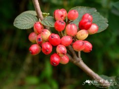 黑果荚蒾Viburnum melanocarpum