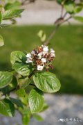 ‘奔流’粉团Viburnum plicatum ' Cascade'