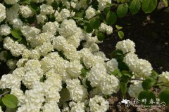 ‘爆米花’粉团Viburnum plicatum 'Popcorn'