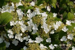 '肖肖尼'粉团Viburnum plicatum 'Shoshoni'