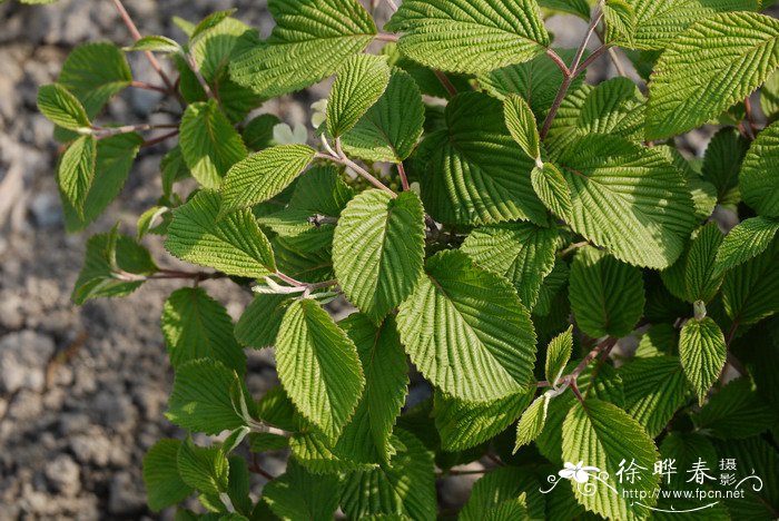 '肖肖尼'粉团Viburnum plicatum 'Shoshoni'