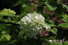 粉团Viburnum plicatum