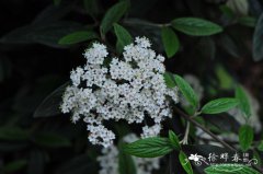 常绿荚蒾Viburnum sempervirens