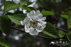 合轴荚蒾Viburnum sympodiale