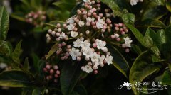 “紧凑”地中海荚蒾Viburnum tinus 'Compactum'