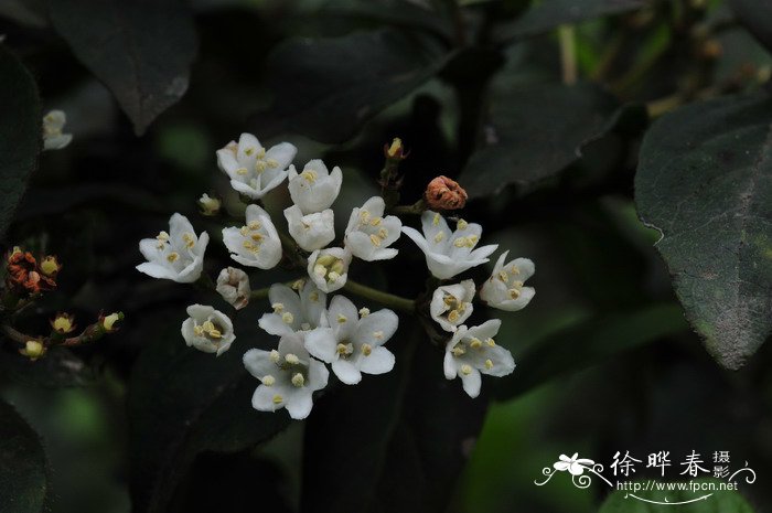 布克荚蒾Viburnum x burkwoodii