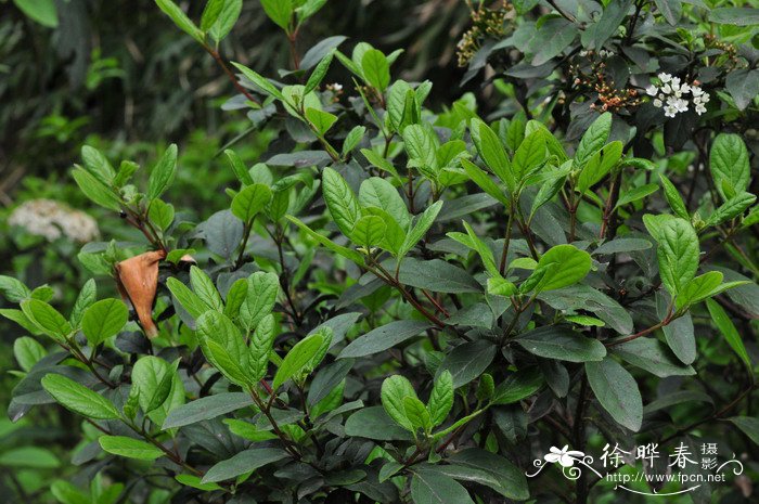 布克荚蒾Viburnum x burkwoodii