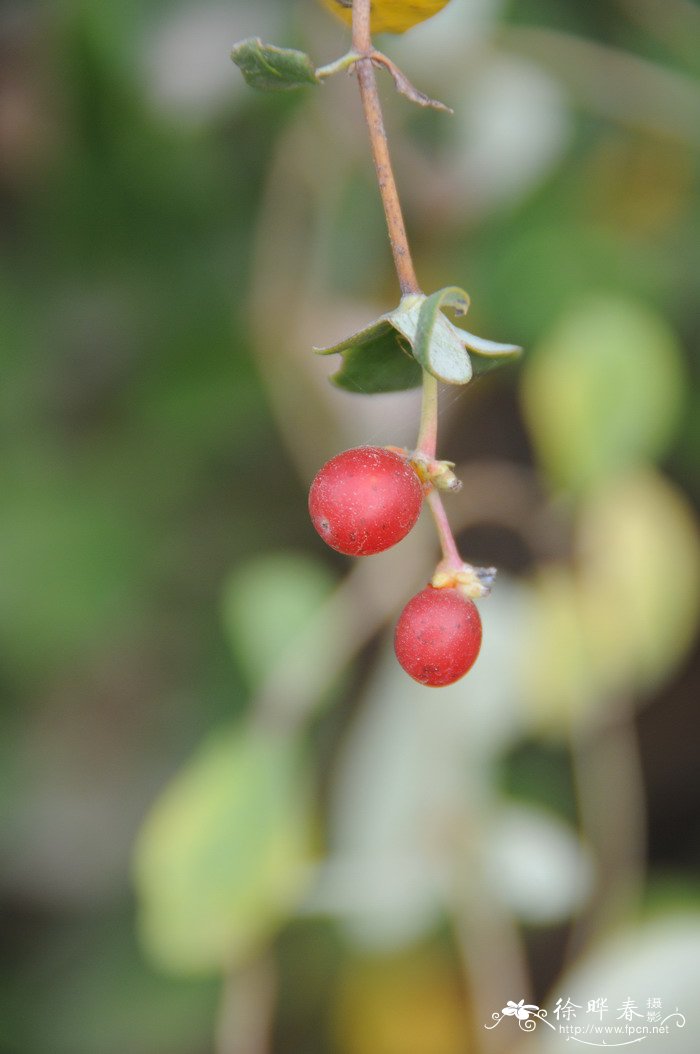 垂红忍冬Lonicera × brownii ‘Dropmore Scarlet’