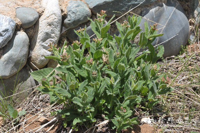 穿心莛子藨Triosteum himalayanum