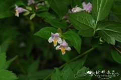 短枝六道木Abelia engleriana