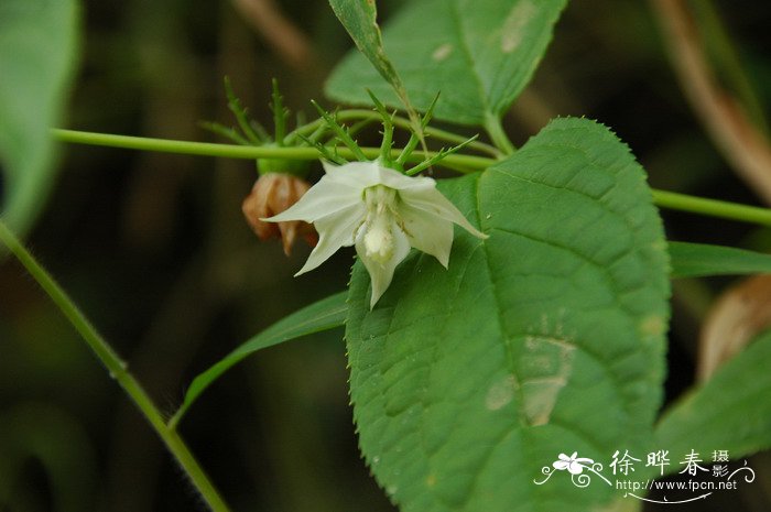 长叶轮钟草Cyclocodon lancifolius