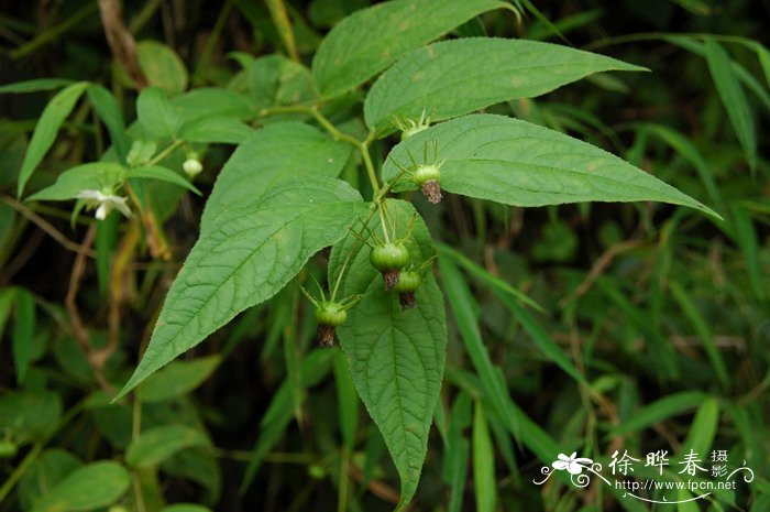 长叶轮钟草Cyclocodon lancifolius