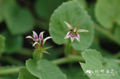 铜锤玉带草Lobelia angulata