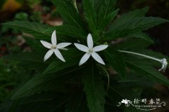 同瓣草Hippobroma longiflora