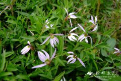 半边莲Lobelia chinensis