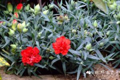 地被香石竹Dianthus caryophyllus × chinensis