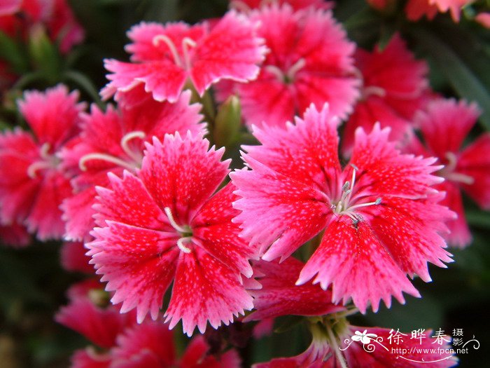 石竹Dianthus chinensis