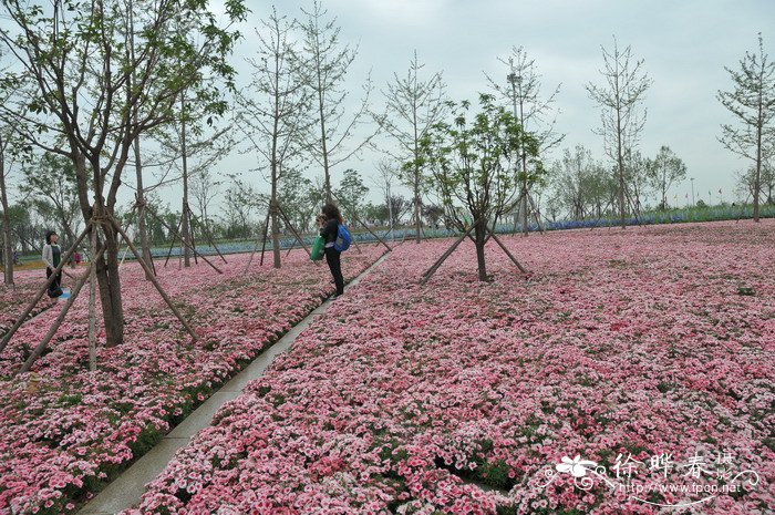 石竹Dianthus chinensis