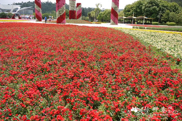 石竹Dianthus chinensis