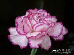 香石竹Dianthus caryophyllus