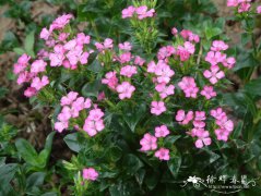 日本石竹Dianthus japonicus