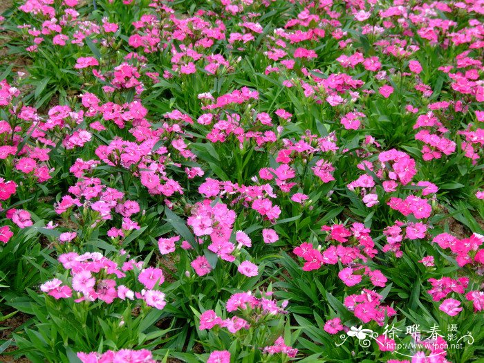 日本石竹Dianthus japonicus