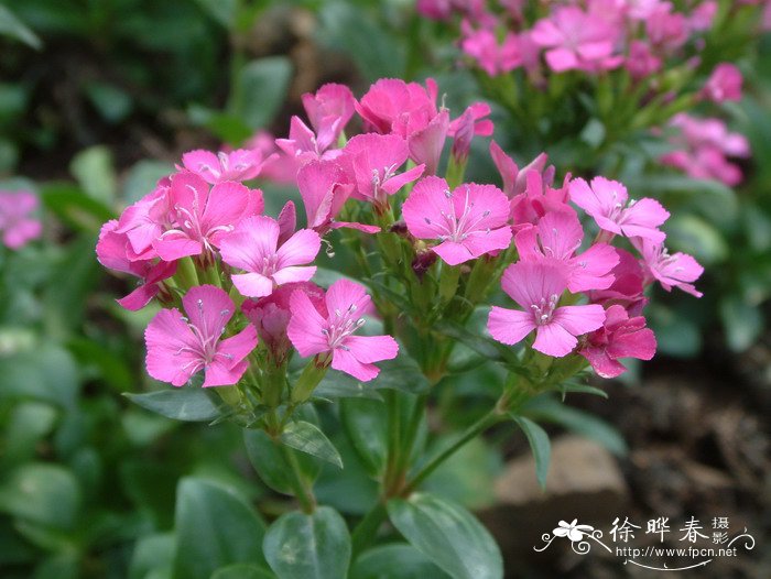 日本石竹Dianthus japonicus