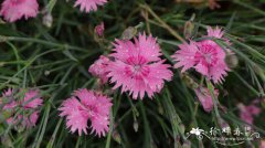 常夏石竹Dianthus plumarius