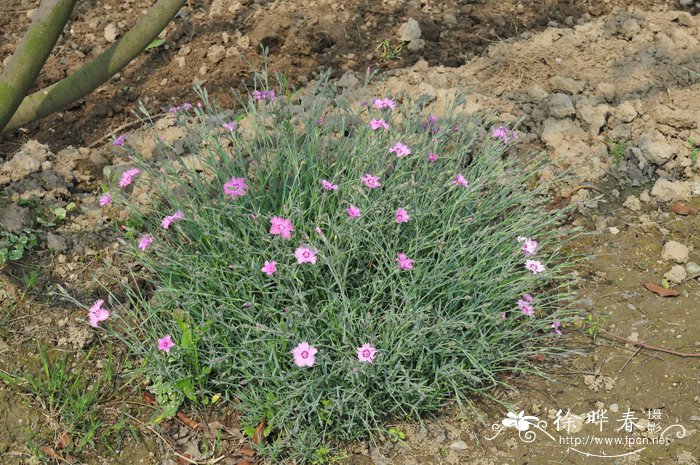 常夏石竹Dianthus plumarius