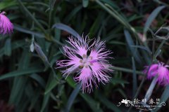 瞿麦Dianthus superbus