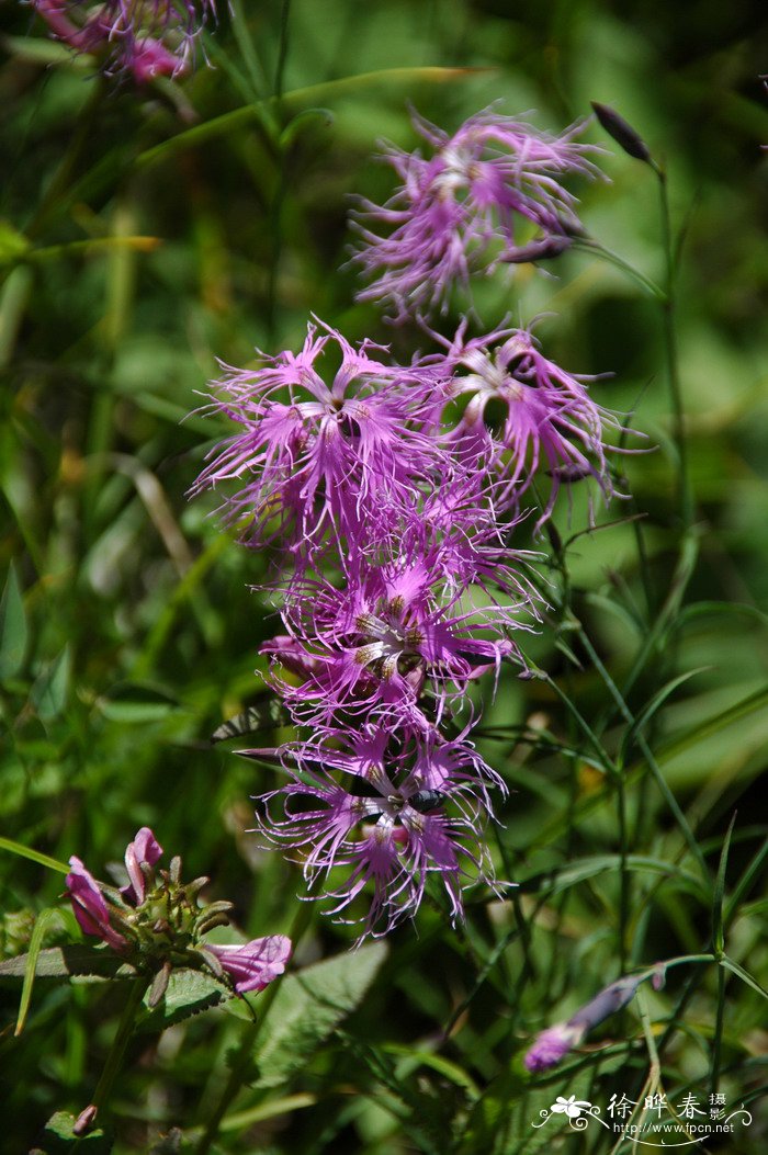 瞿麦Dianthus superbus