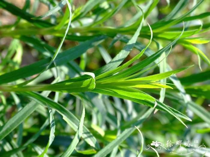 瞿麦Dianthus superbus