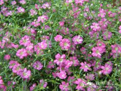 蔓枝满天星Gypsophila repens