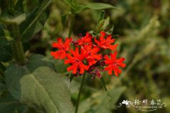 皱叶剪秋罗Lychnis chalcedonica