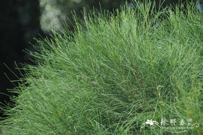 细枝木麻黄Casuarina cunninghamiana