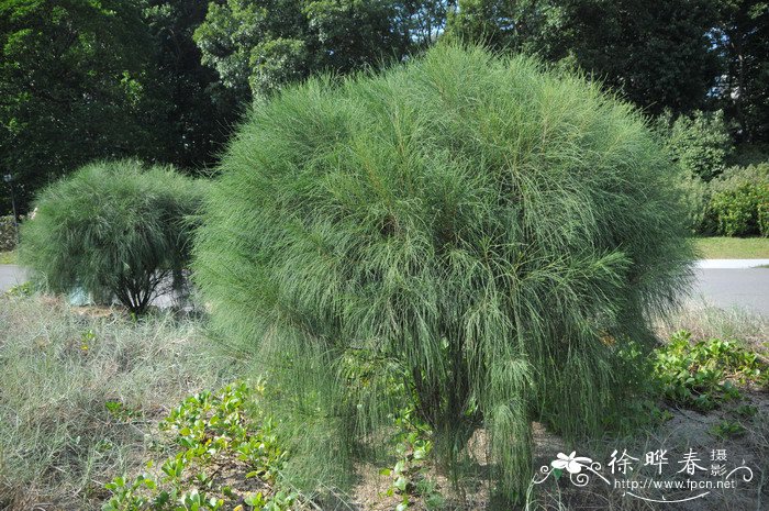 细枝木麻黄Casuarina cunninghamiana