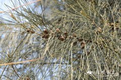 木麻黄Casuarina equisetifolia