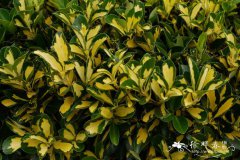 金心正木Euonymus japomcus ‘Aureo-pictus’