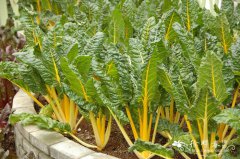 橙柄甜菜Beta vulgaris var. cicla ‘Bright Yellow’