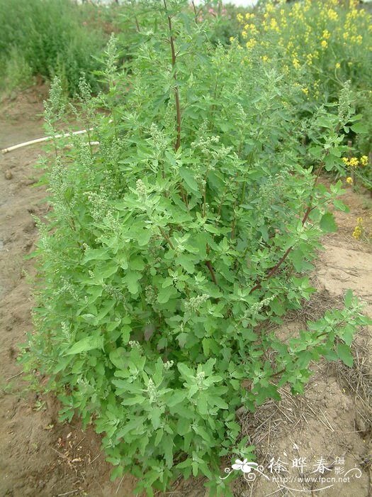 藜Chenopodium album