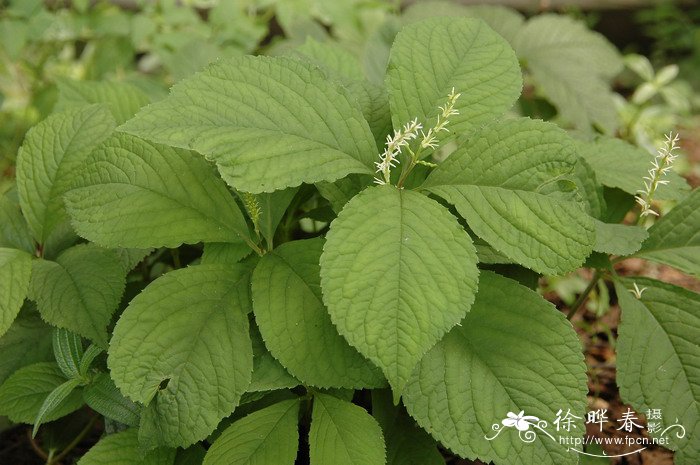 宽叶金粟兰Chloranthus henryi