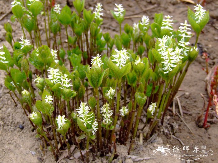 银线草Chloranthus japonicus